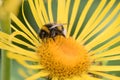 Yellow ox-eye Telekia speciosa, flower in close-up with bumblebee